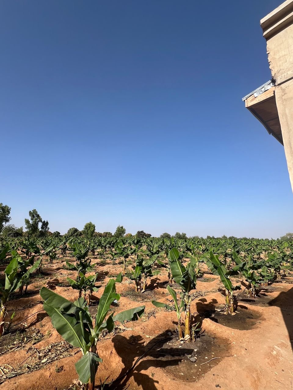 Banana plant