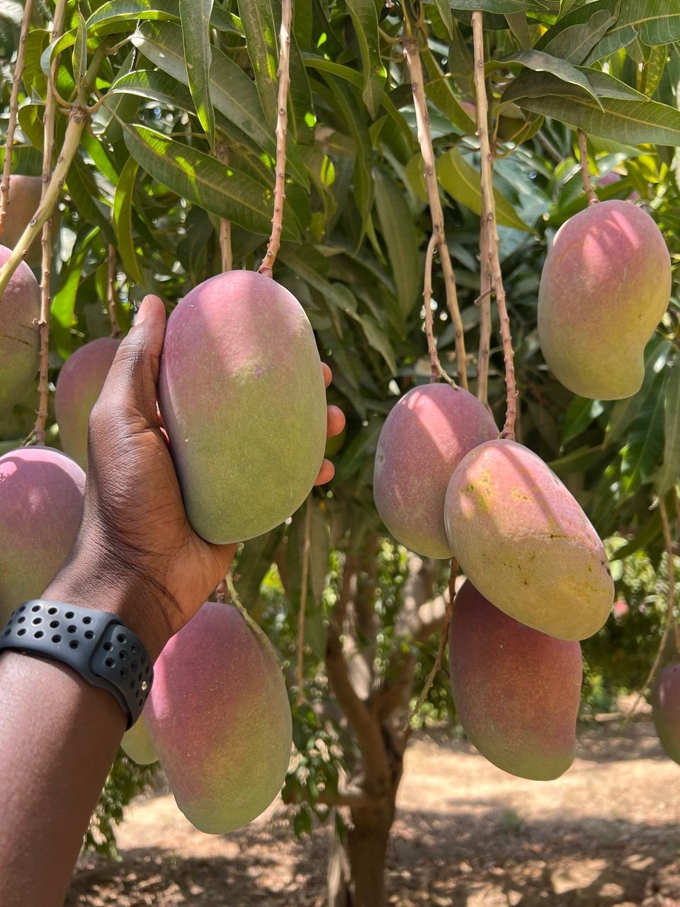 Mango